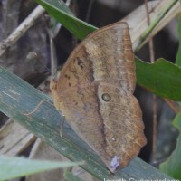 Discophora lepida Moore, 1857